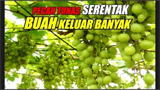 CARA TUNAS PECAH SEMUA BUAH KELUAR BANYAK [upl. by Emmons445]