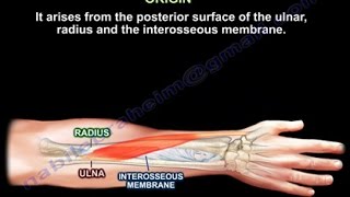 Abductor Pollicis Longus  Everything You Need To Know  Dr Nabil Ebraheim [upl. by Spenser393]