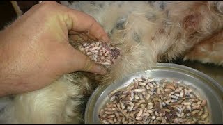 犬からワームを取り除くRemoving mangoworm in dog 62 [upl. by Mick]