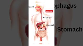 Digestive System Animation  How Food move through the digestive system biology anatomy shorts [upl. by Kannry]