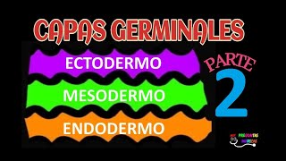 CAPAS GERMINALES PARTE 2 EMBRIOLOGIA ECTODERMO MESODERMO ENDODERMO 🌈😀 [upl. by Adnir]