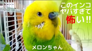 【このインコ ヤバすぎて怖っ】おしゃべりインコメロンちゃん [upl. by Stieglitz]