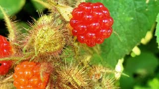 Wineberry Season summer nature wildberries foraging shorts youtubeshorts 4k berry berries [upl. by Jules60]