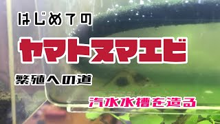 はじめてのヤマトヌマエビ繁殖への道〜汽水水槽を造るぞ〜 [upl. by Maye402]