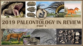 2019 Paleontology Year in Review Part 1 [upl. by Nniuqal618]