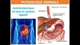 Digestion Anatomie de lestomac [upl. by Nehtanhoj887]