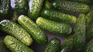 HOW TO PICK PICKLE AND EAT YOUR GHERKINS CUCUMBERS OR CUCAMELONS IN 24 HOURS [upl. by Alvord]