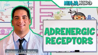 Neurology  Adrenergic Receptors [upl. by Bivins312]