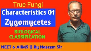 True Fungi  Characteristics of Zygomycetes  Biological Classification  NEET amp AIIMS [upl. by Melania]