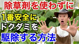 【そのやり方はダメ】ドクダミを除草剤を使わずに賢く防ぐ方法教えます 【カーメン君】【園芸】【ガーデニング】【初心者】 [upl. by Arracahs]