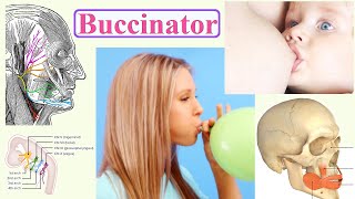 buccinator [upl. by Isej806]