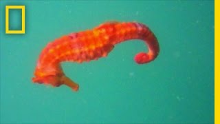 Rare Seahorse Filmed for the First Time  National Geographic [upl. by Kerekes643]