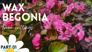 Get to Know Wax Begonia  Part SunLoving Plants [upl. by Eidlog]