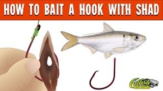 How To Bait A Hook With Shad For Catfishing [upl. by Kerri]