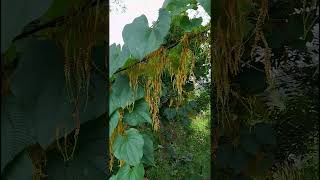 Dioscorea bulbifera dioscoreacea family nature forestflower trending gardening natureforest [upl. by Fauch]