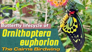 “Special edition”Butterfly lifecycle of Ornithoptera euphorionbirdwingbutterflies蝴蝶insects [upl. by Atillertse925]