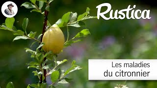 Tout savoir sur les maladies des citronniers [upl. by Ahpla376]