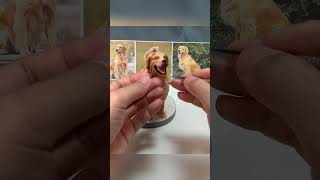 Clay Artisan JAY  Sculpting a Lifelike Golden Retriever in Clay [upl. by Sabelle]