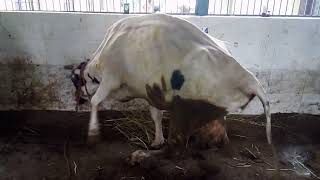 Tibial Nerve Paralysis in Cow [upl. by Boorman]