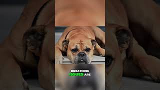 The Truth About Brachycephalic Dogs [upl. by Eibloc645]