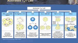 T Cell Effector Function Part 1  TH 1 and 2 in Granulomatous Infection Autoimmunity and Allergy [upl. by Hornstein]