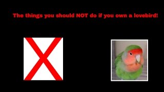 The things you should NOT do if you own a lovebird [upl. by Elysia]