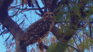 Endangered Pueo Hawaiian Owl on Oahu Asio Flammeus [upl. by Aznofla]