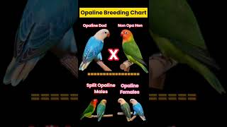 Opaline Breeding Chart africanlovebirdbreeding petbird lovebirds cutebirds lutinoOpaline aqua [upl. by Dlanod930]