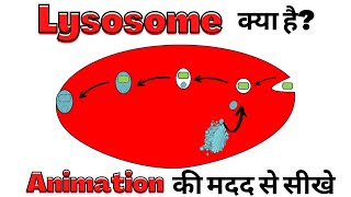 Lysosome Structure and Function  Types of Lysosomes  Hindi [upl. by Hayashi]