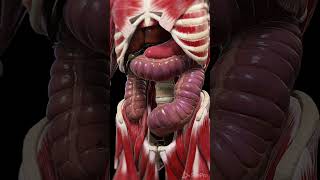 Toxic Megacolon anatomy meded animation [upl. by Cath155]