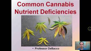 Common Cannabis Nutrient Deficiencies [upl. by Nnylyram]