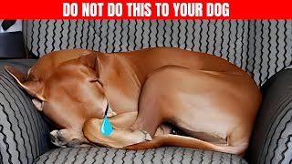 15 MISTAKES That Make Your DOG Think You Dont LOVE HIM [upl. by Aehtorod]