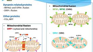Drp1 단백질에 의한 미토콘드리아의 구조 및 기능 통합조절 [upl. by Ognimod810]