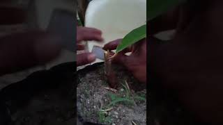 propagation durian rootstock grafting tips shortvideo viral part 212 [upl. by Owens]