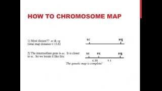 Linked genes and chromosome mapping [upl. by Roze]