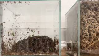 Leaf Cutter Ants  1 Month Timelapse  Atta Cephalotes  Second Fungus Garden 32 days [upl. by Laurent]