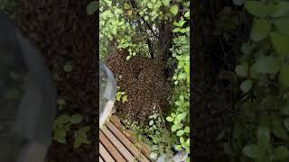 Swarm removal gone wrong Check out the full video at JRBeekeeping [upl. by Giffard27]