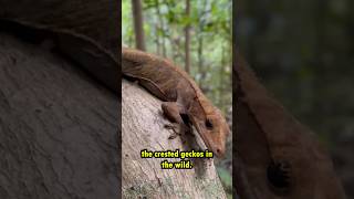 AMAZING WILD CRESTED GECKOS [upl. by Iney]