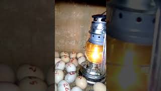 easy kerosene lamp incubator [upl. by Cr321]