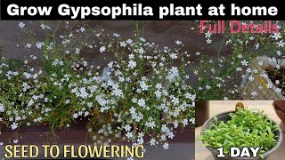 Grow Gypsophila Plant At Home😃SEED TO FLOWERINGघर पर जिप्सोफिला का पौधा उगाएं104 DAYS UPDATE🤩 [upl. by Wayland52]