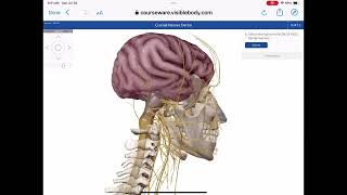 Cranial Nerve Demo [upl. by Alane]