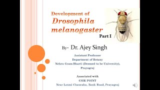 Development of Drosophila melanogaster Part 1  CSIR Lifesciences  GATE  ICMR [upl. by Eecyac]