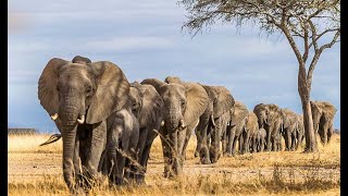 🐘🌄 Elephants Evening Retreat A Peaceful Scene [upl. by Swigart]