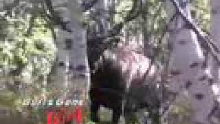 MossBack Giant Utah Elk  Bulls Gone Wild 2 Trailer [upl. by Gilleod]