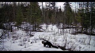 Trail Camera Video – Feb 24 2024 [upl. by Avika]