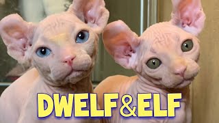 Adorable Dwelf Cat amp Elf Cat Compilation  New Hairless Cat Breeds [upl. by Romona]