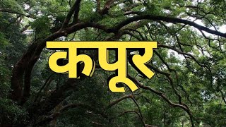 कपूर कैसे बनता है  How camphor is made  Kapoor [upl. by Stretch792]