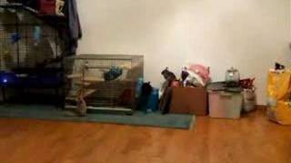 Chinchillas Jumping Like Crazy [upl. by Yuu]