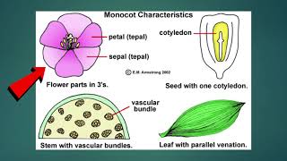 Science  Grade 6 Monocotyledons and Dicotyledons [upl. by Ozner]