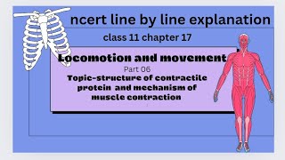 structure of contractile protein and mechanism of muscle contraction ncert line by line explanation [upl. by Haddad]